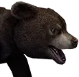 Cría de Oso