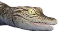 Cría de Cocodrilo