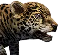 Cría de Jaguar