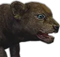 Cría de León