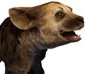 Cachorro de Hiena Moteada