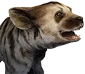 Cachorro de Hiena Rayada