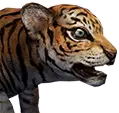 Cría de Tigre