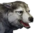 Cachorro de Lobo