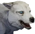 Cría de Lobo del Hielo