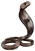 Cría de Cobra Real