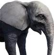 Cría de Elefante