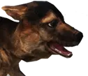 Cachorro de Perro Salvaje