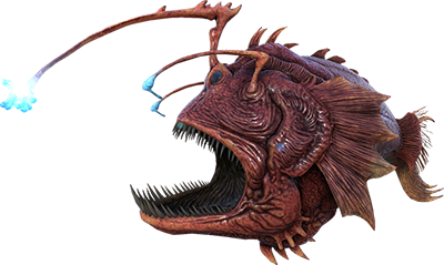 Angler Fish