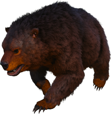 Oso