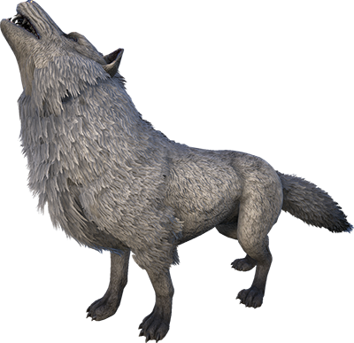 Lobo