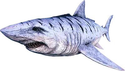 Megalodon